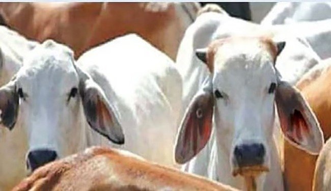 जनावरांच्या कत्तलीप्रकरणी तिघांवर गुन्हा एकाला अटक
