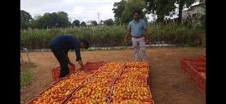 दराअभावी टोमॅटोचे वाताहत