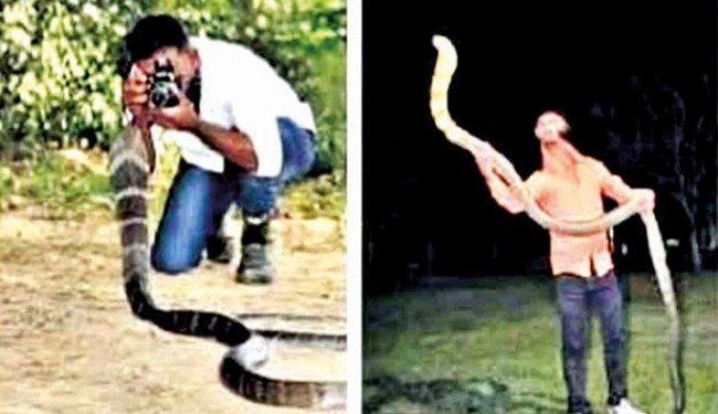 किंग कोब्रा सोबत फोटोसेशन व हाताळल्याप्रकरणी तिघांवर गुन्हा दाखल
